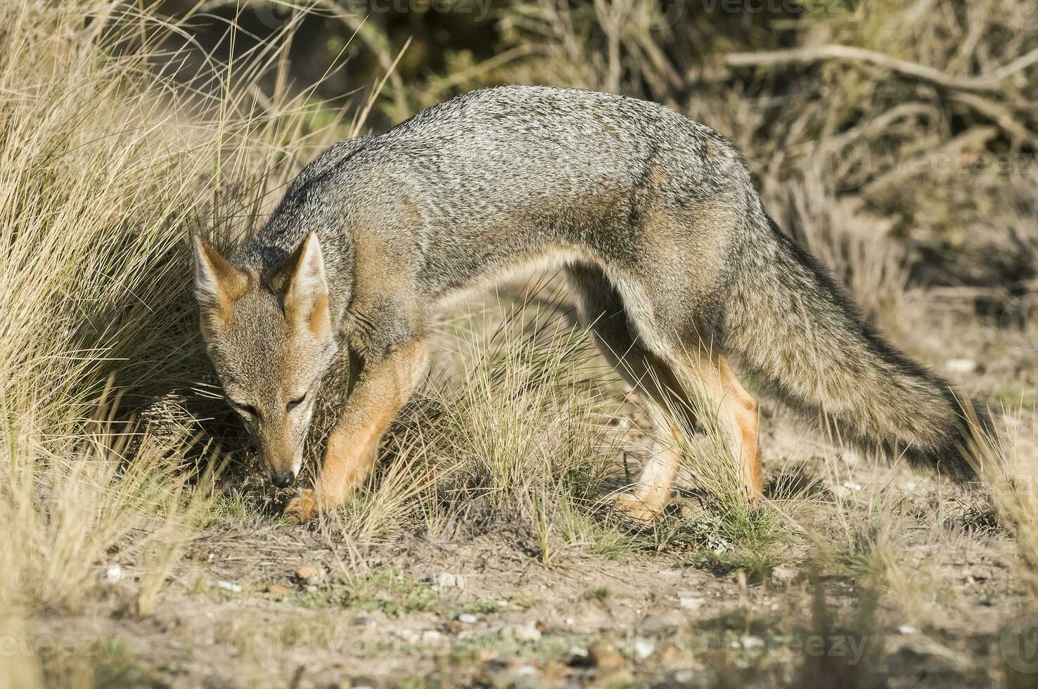 a gray fox in the wild photo