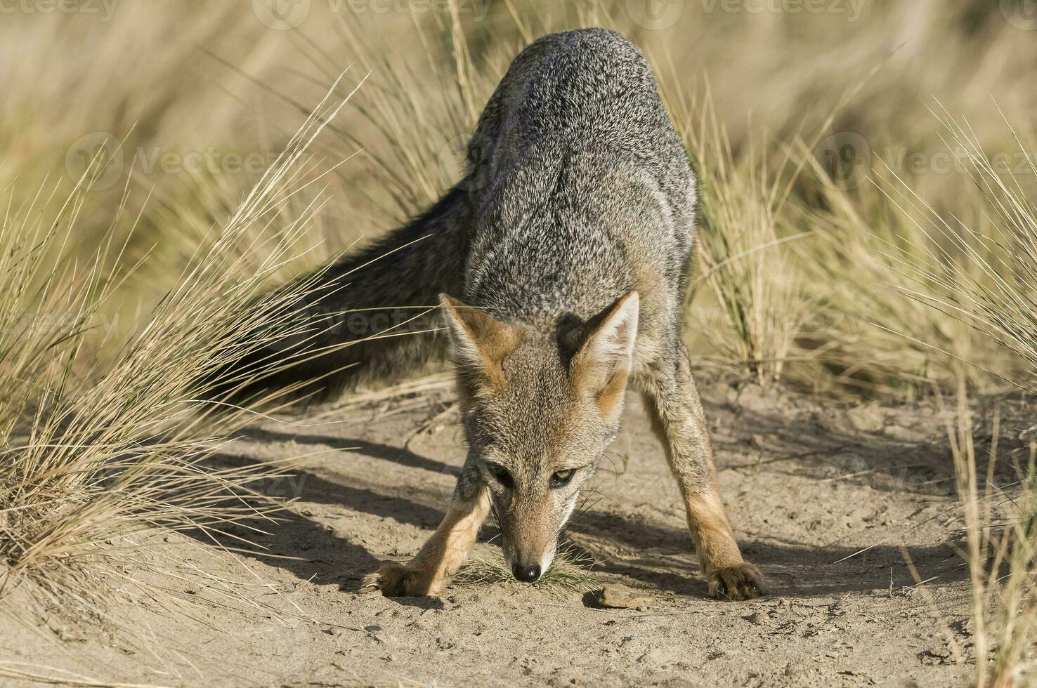 a gray fox in the wild photo