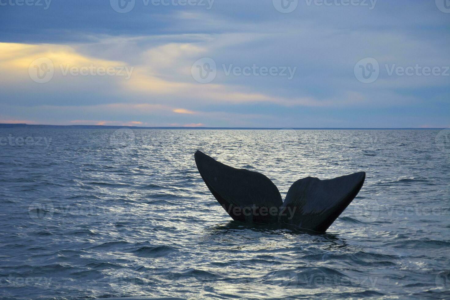 Orca jumping in the water photo