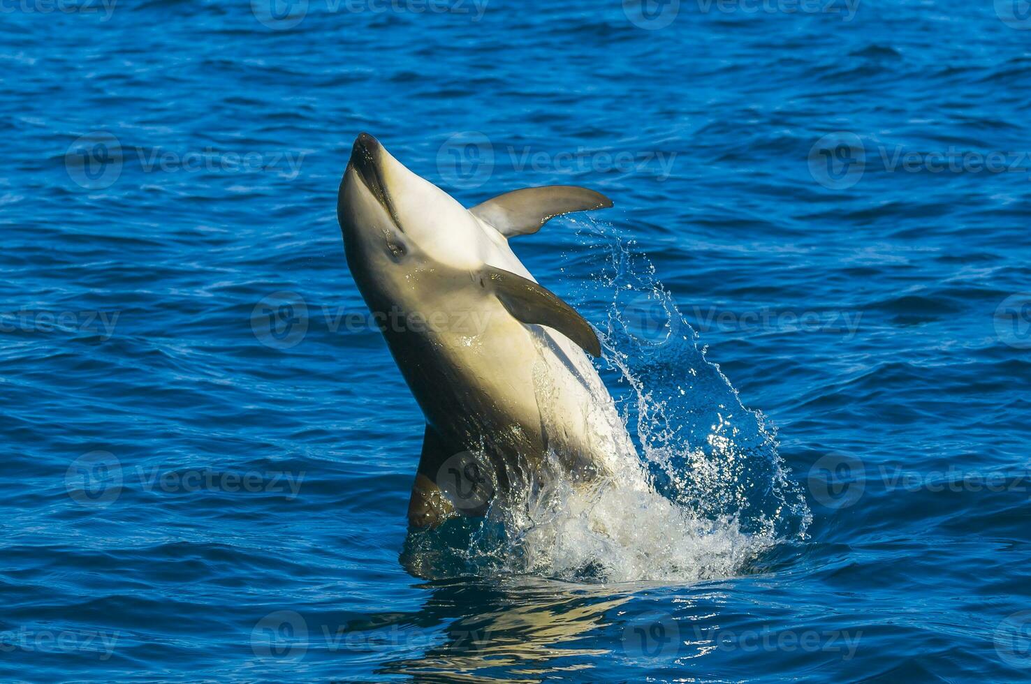 Dolphin jumping in the water photo