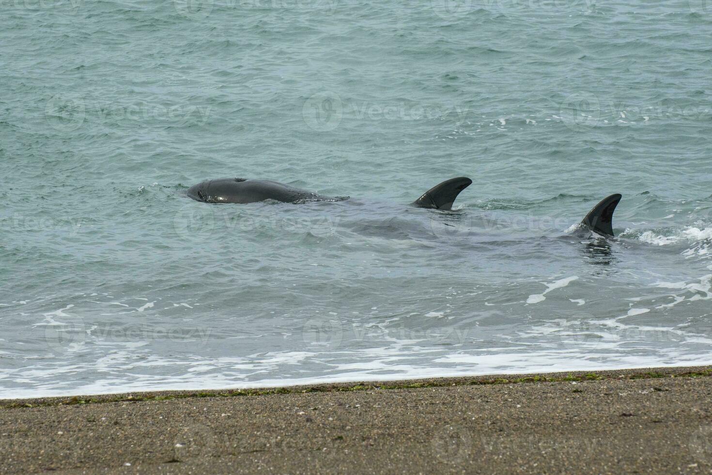 Orca jumping in the water photo