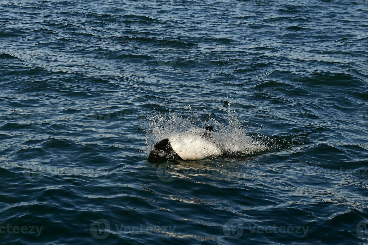 Orca in the water photo