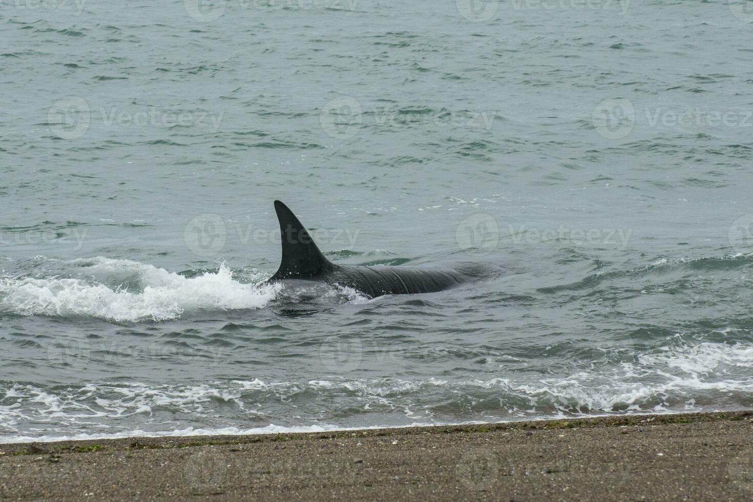 Orca in the water photo