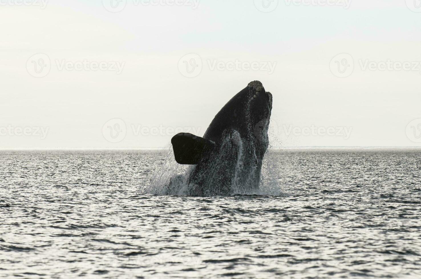 grande ballena saltando en el agua foto