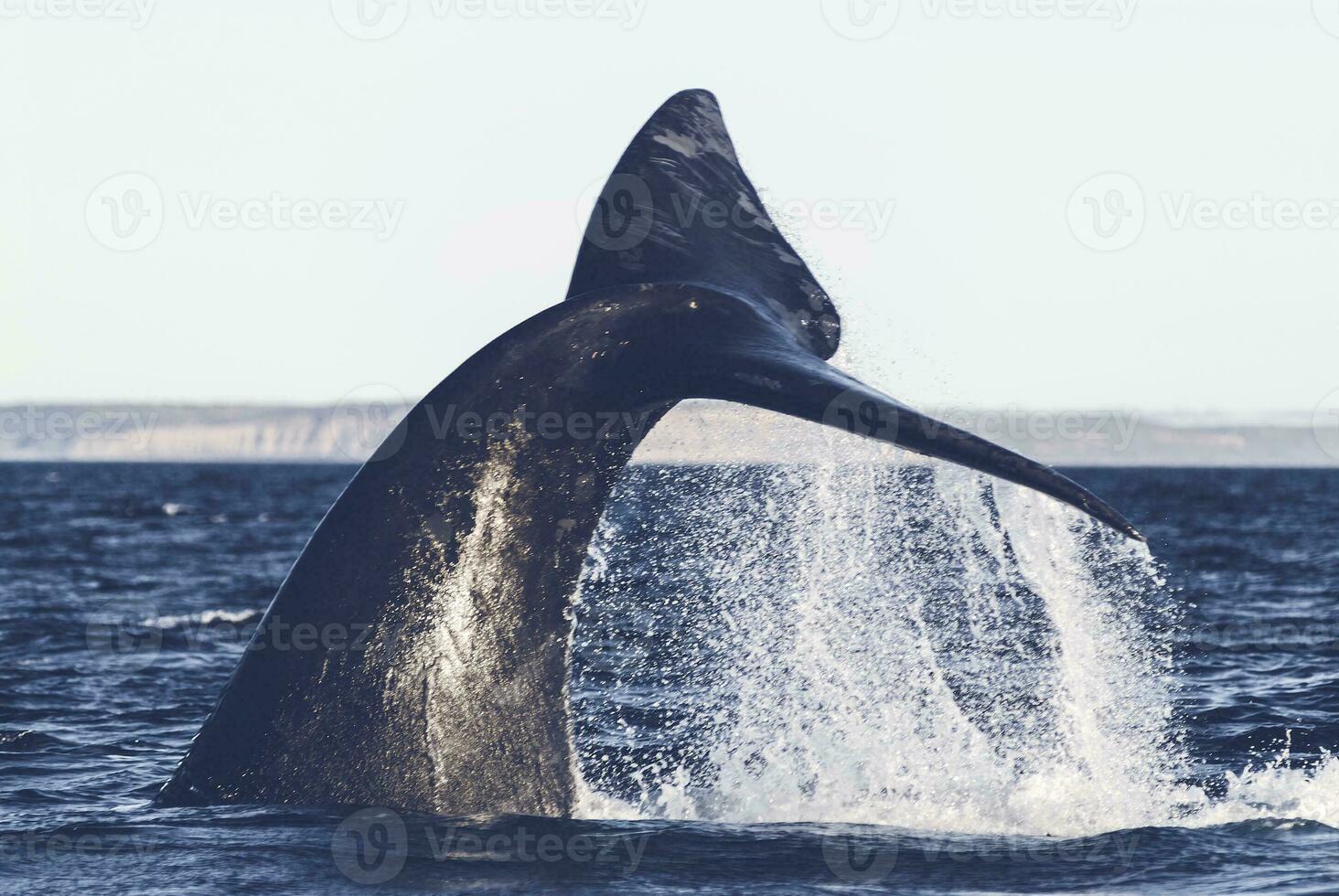 Orca in the water photo