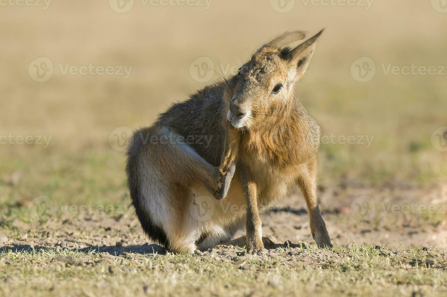 Little Cavi mammal in Argentina photo