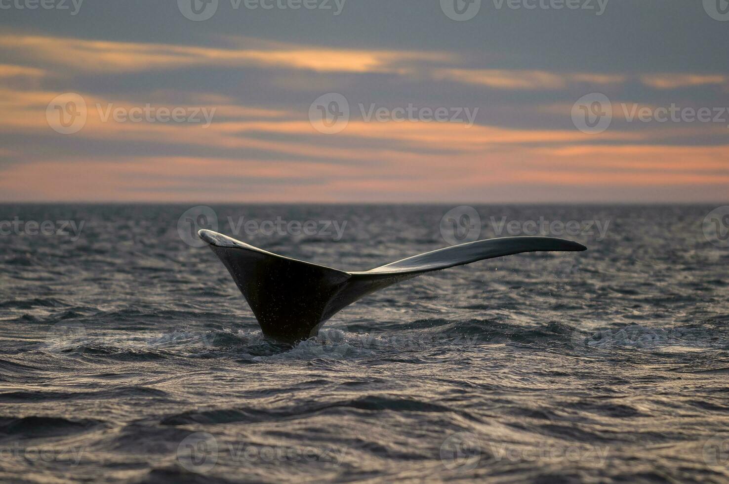 Killer whales on the surface, Peninsula Valdes, Patagonia, Argentina. photo