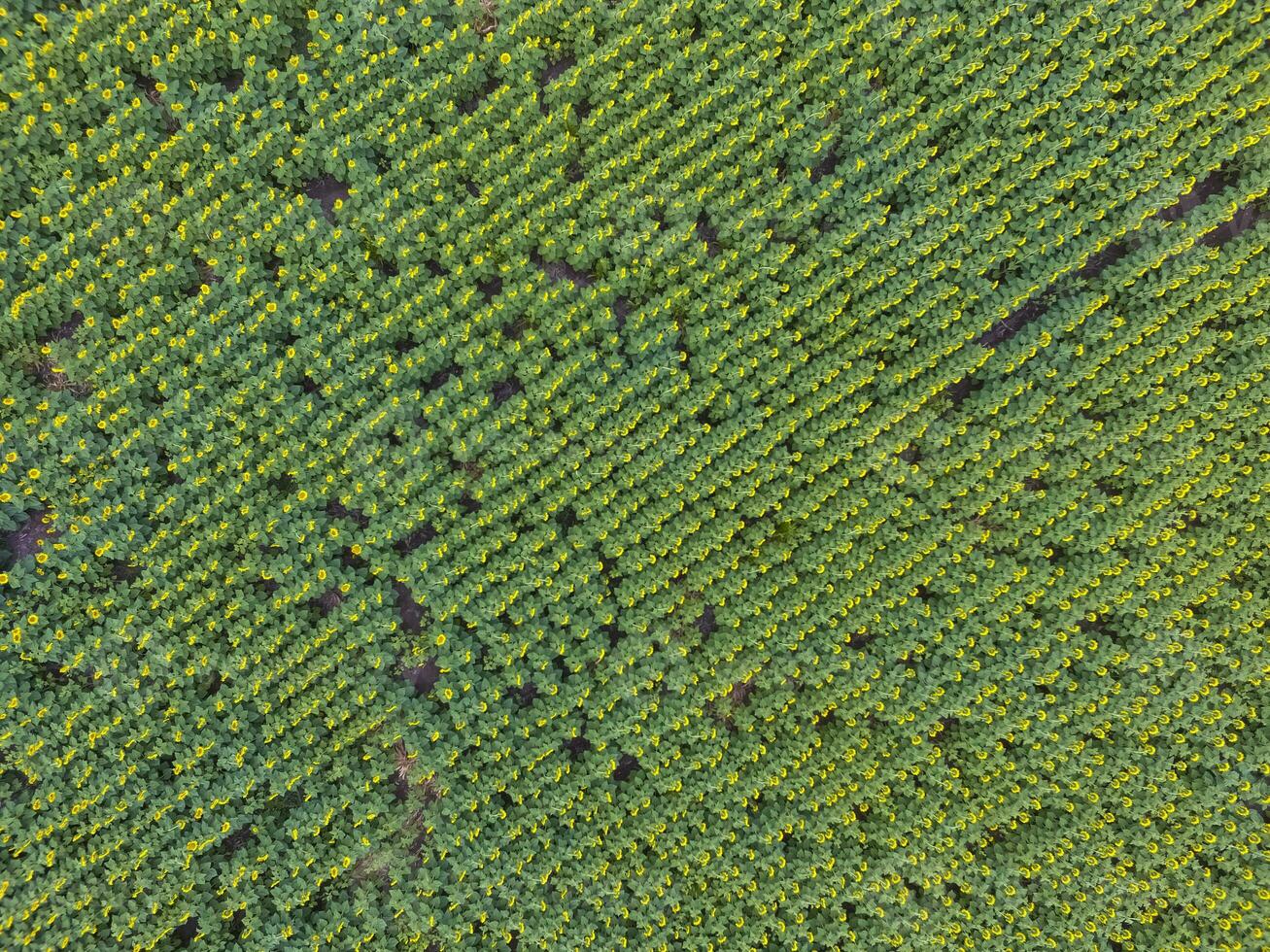 aerial view of a field of green trees photo