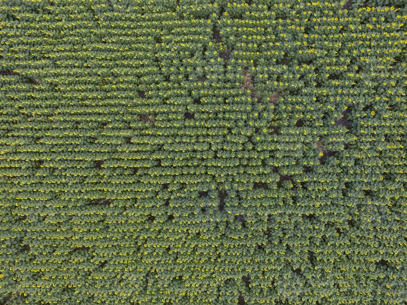 aerial view of a field of green trees photo