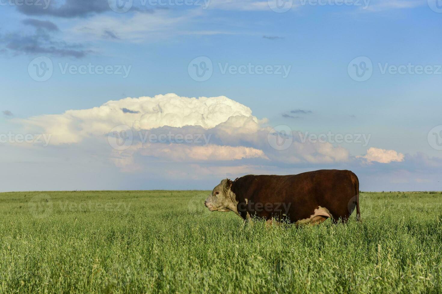 toro cría en el argentino campo foto