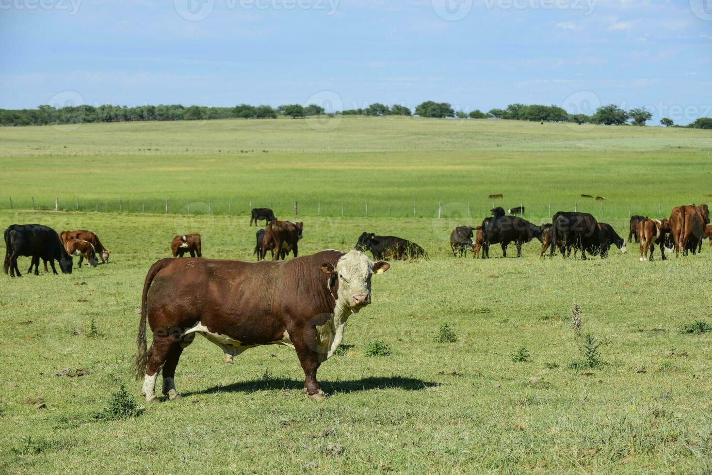 toro cría en el argentino campo foto