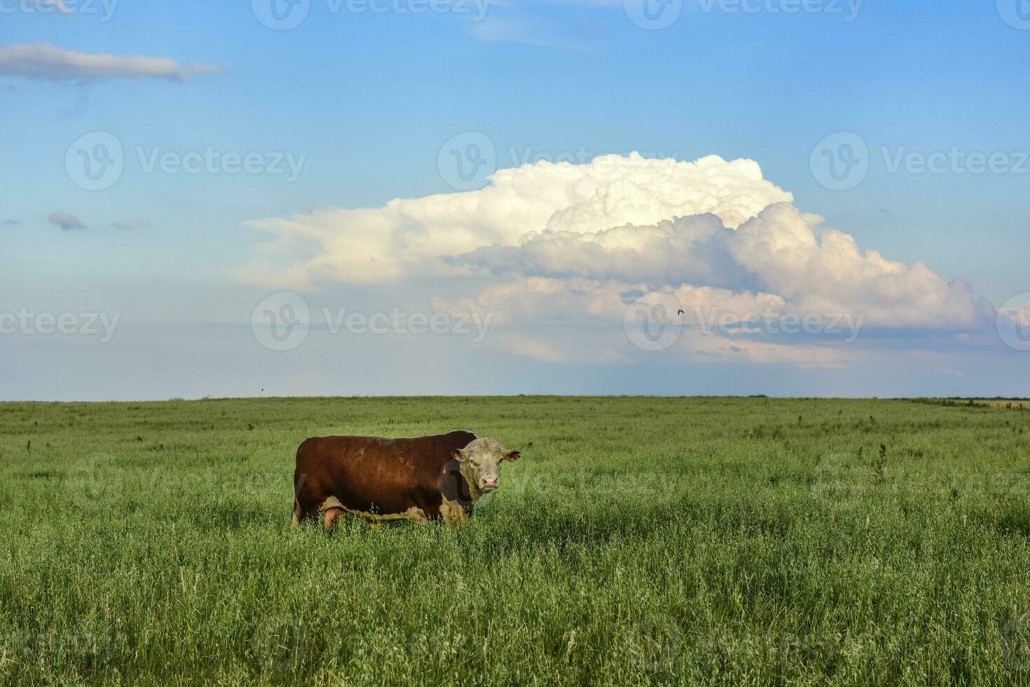 toro cría en el argentino campo foto