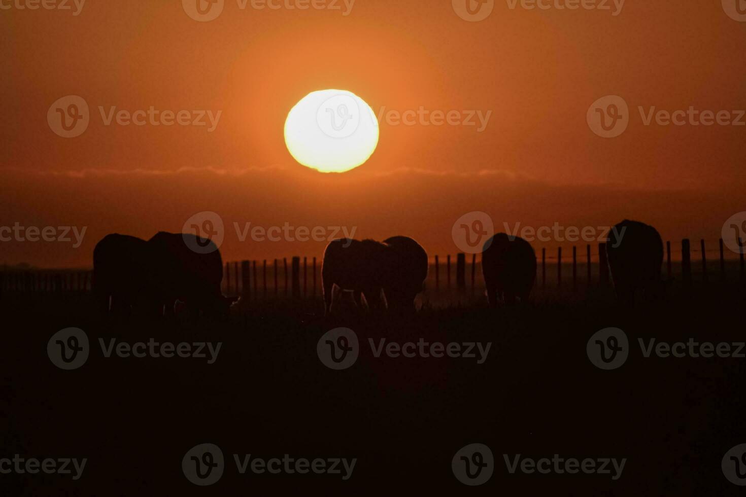 Bull breeding in the Argentine countryside photo