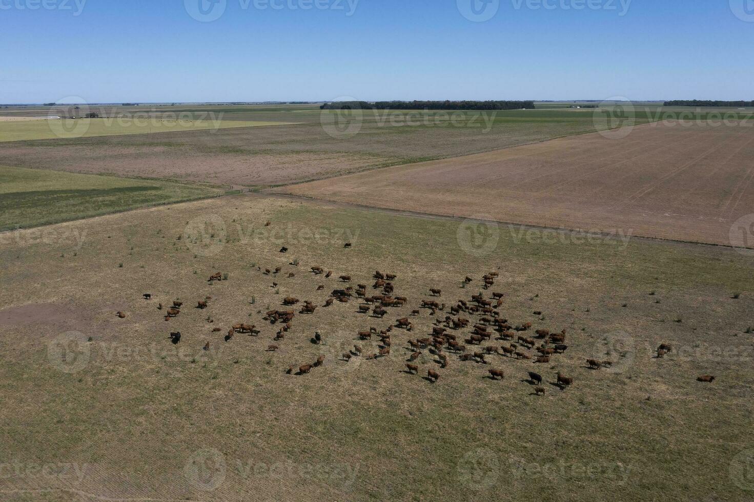 toro cría en el argentino campo foto