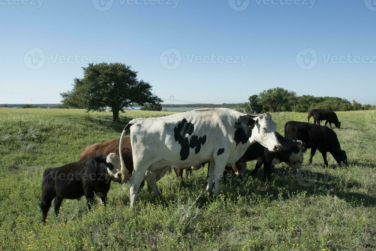 toro cría en el argentino campo foto