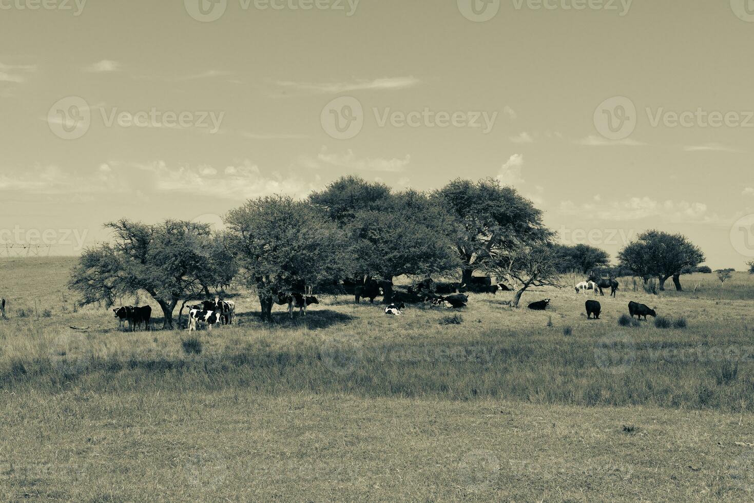 Bull breeding in the Argentine countryside photo