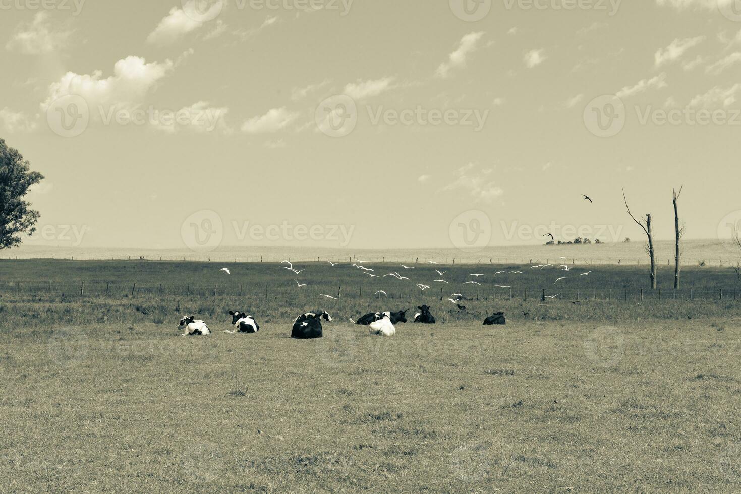 Bull breeding in the Argentine countryside photo