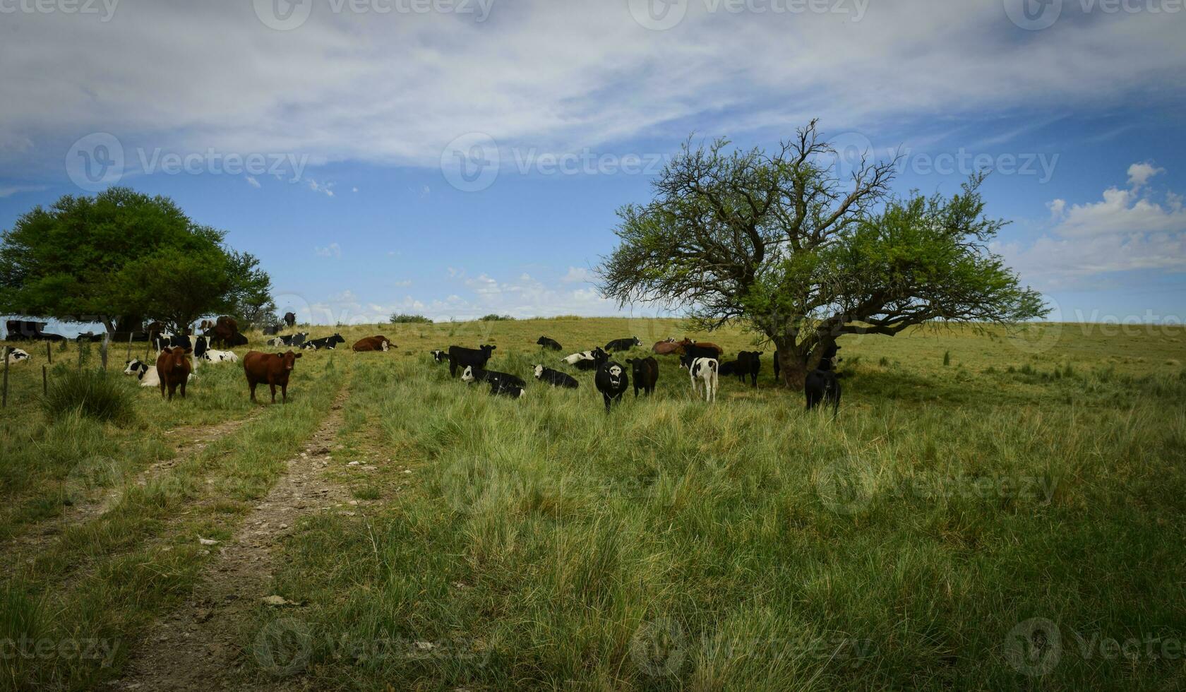 Bull breeding in the Argentine countryside photo