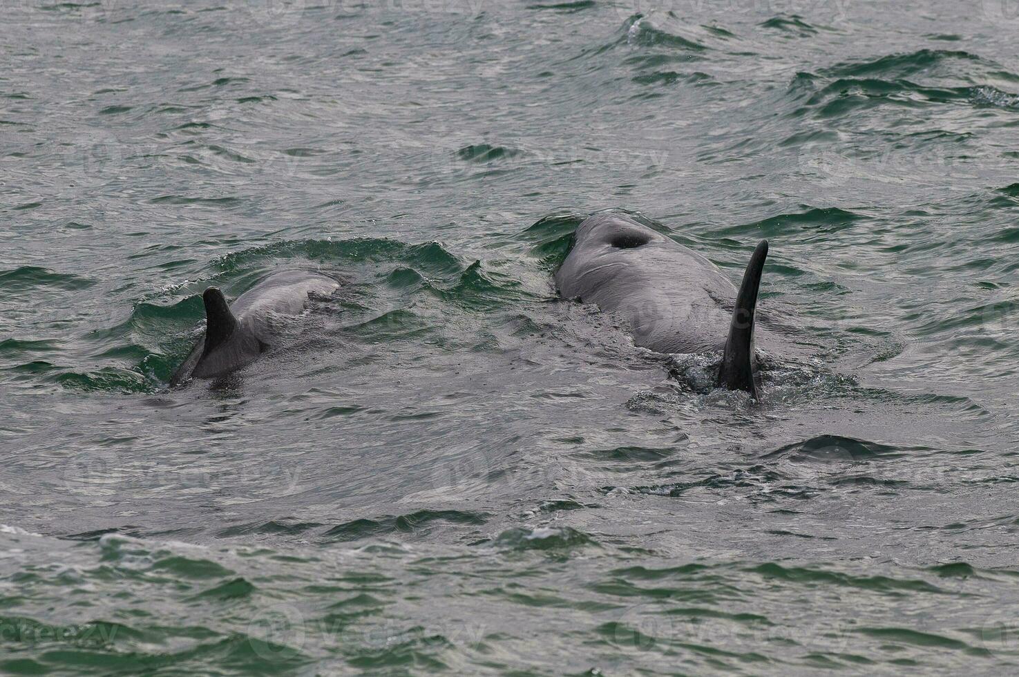 Killer whales on the surface, Peninsula Valdes, Patagonia, Argentina. photo