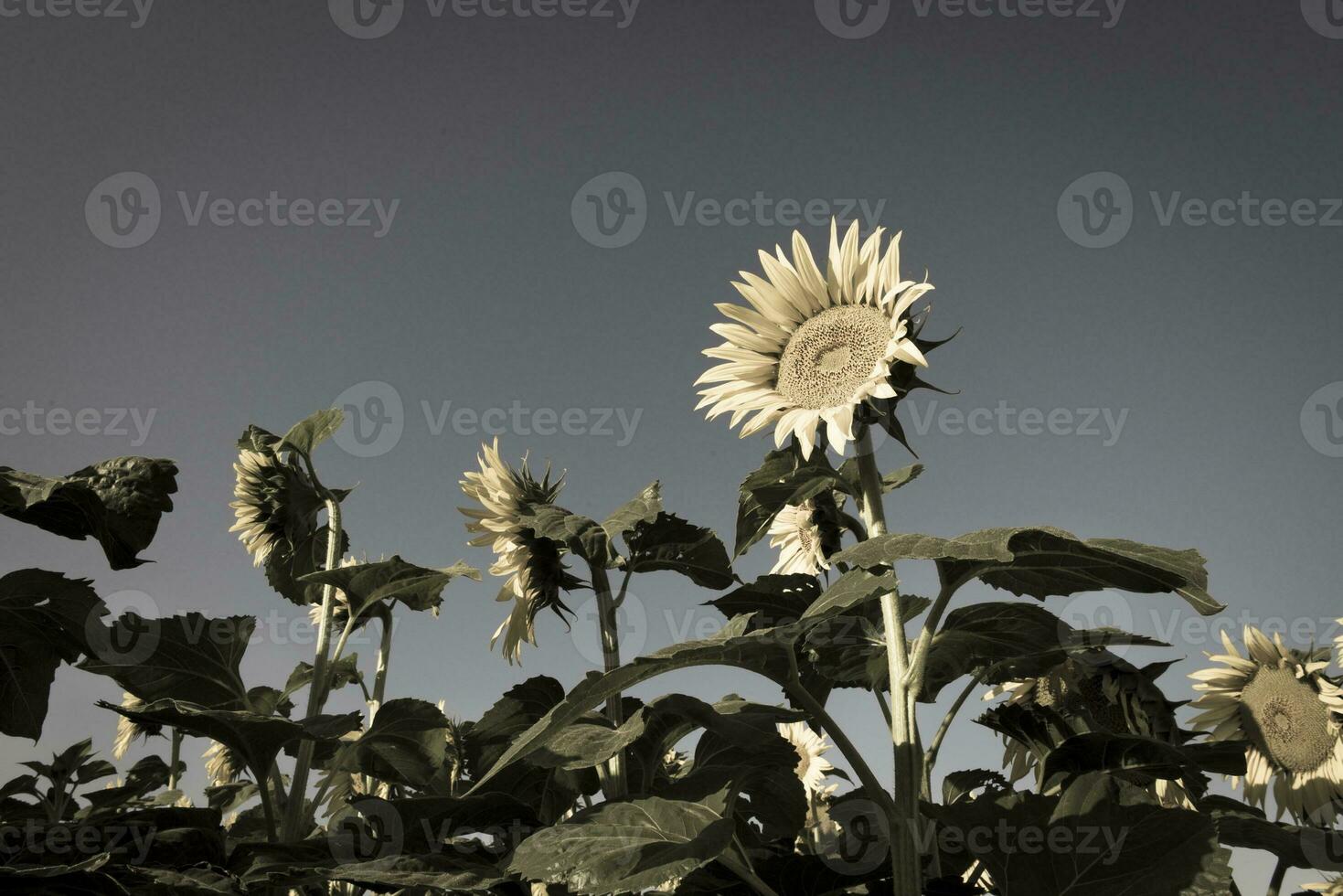 a field of sunflowers with a blue sky in the background photo