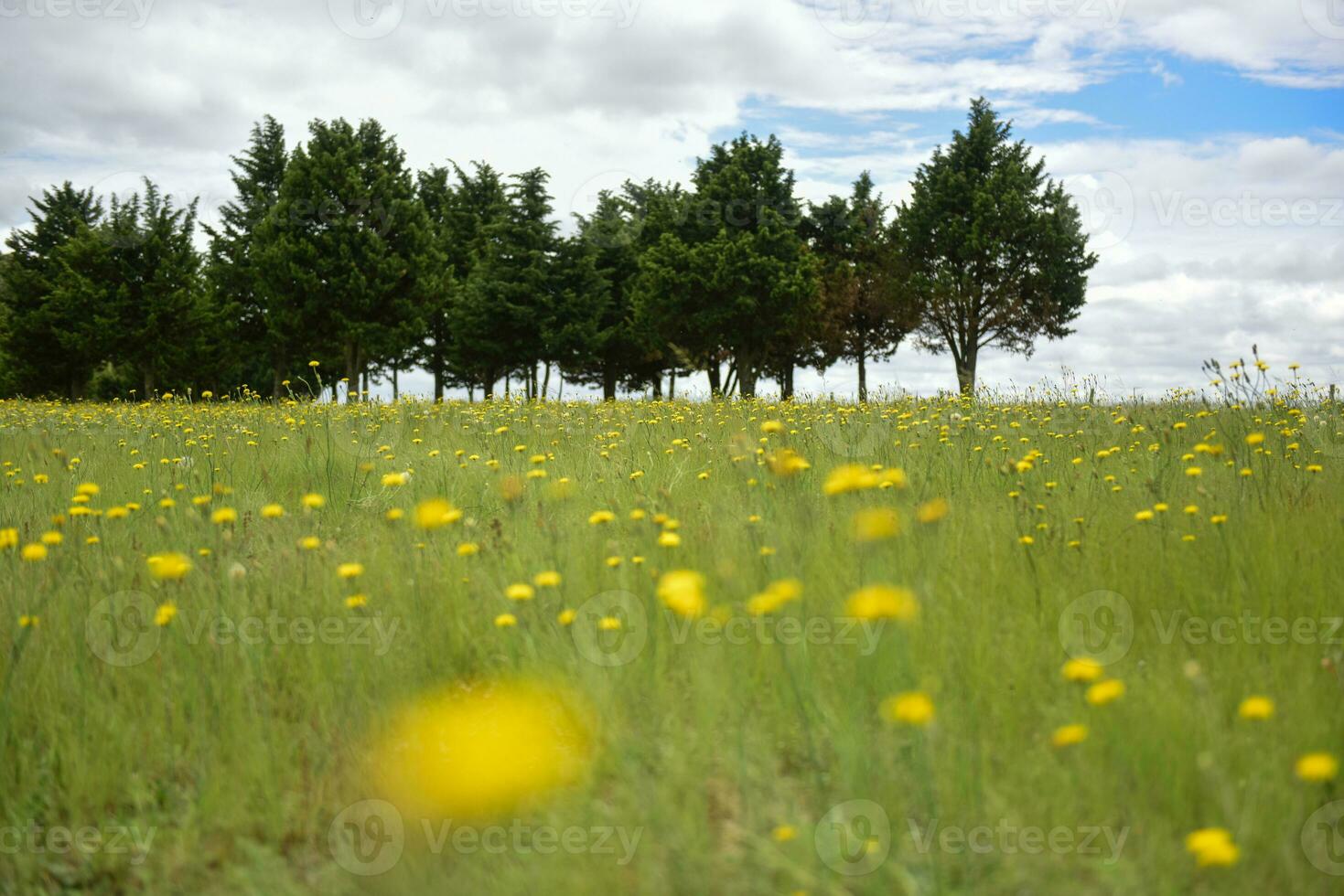 Flower field in Las Pampas, Argentina photo