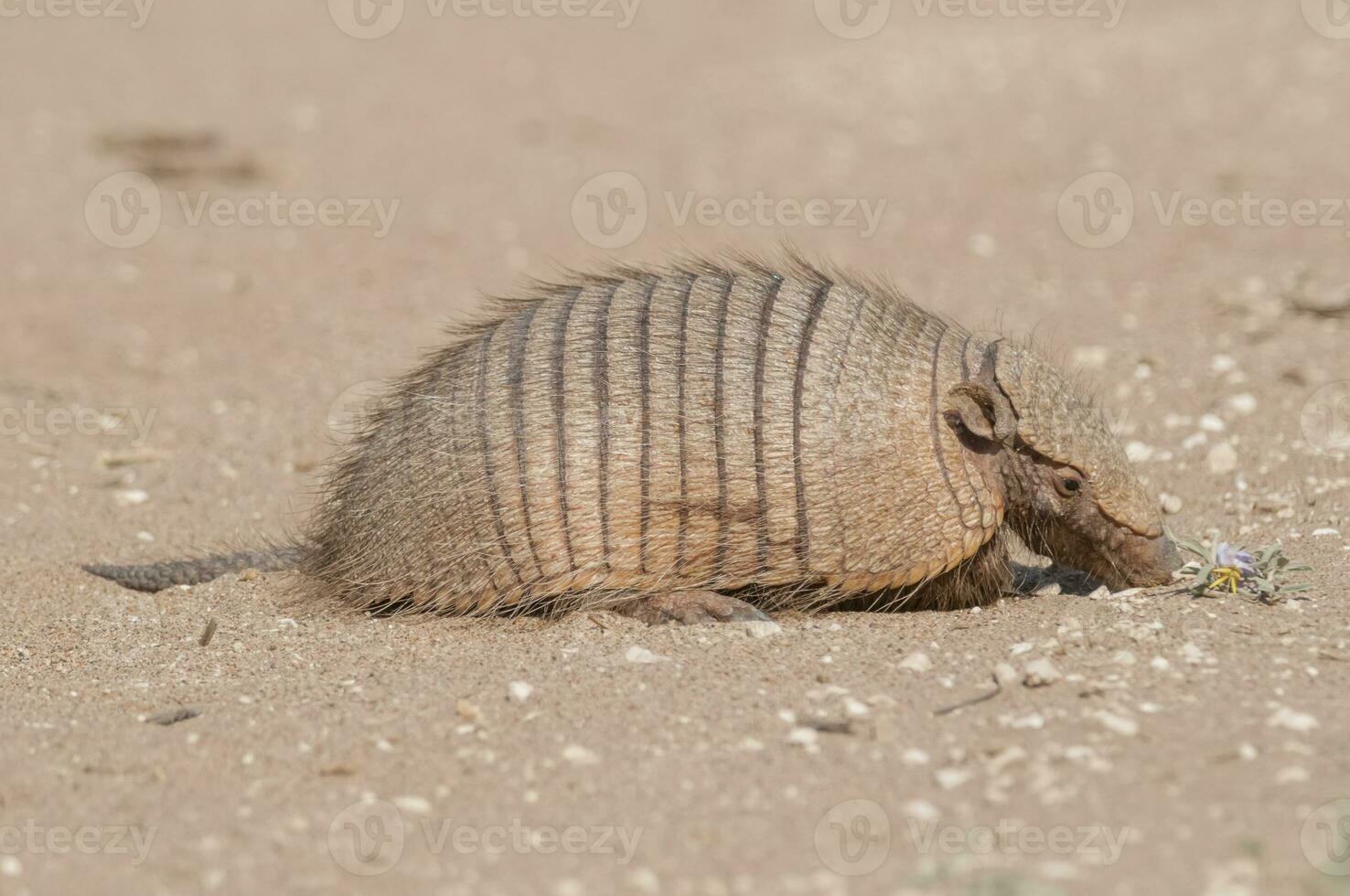 Little armadillo in Argentina photo