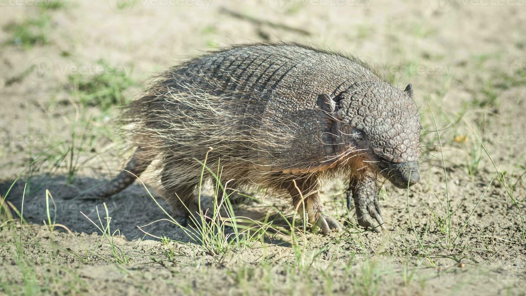 Little armadillo in Argentina photo