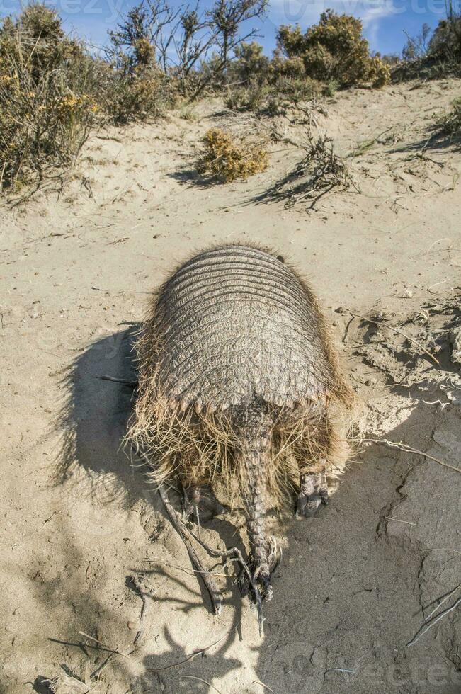 Little armadillo in Argentina photo