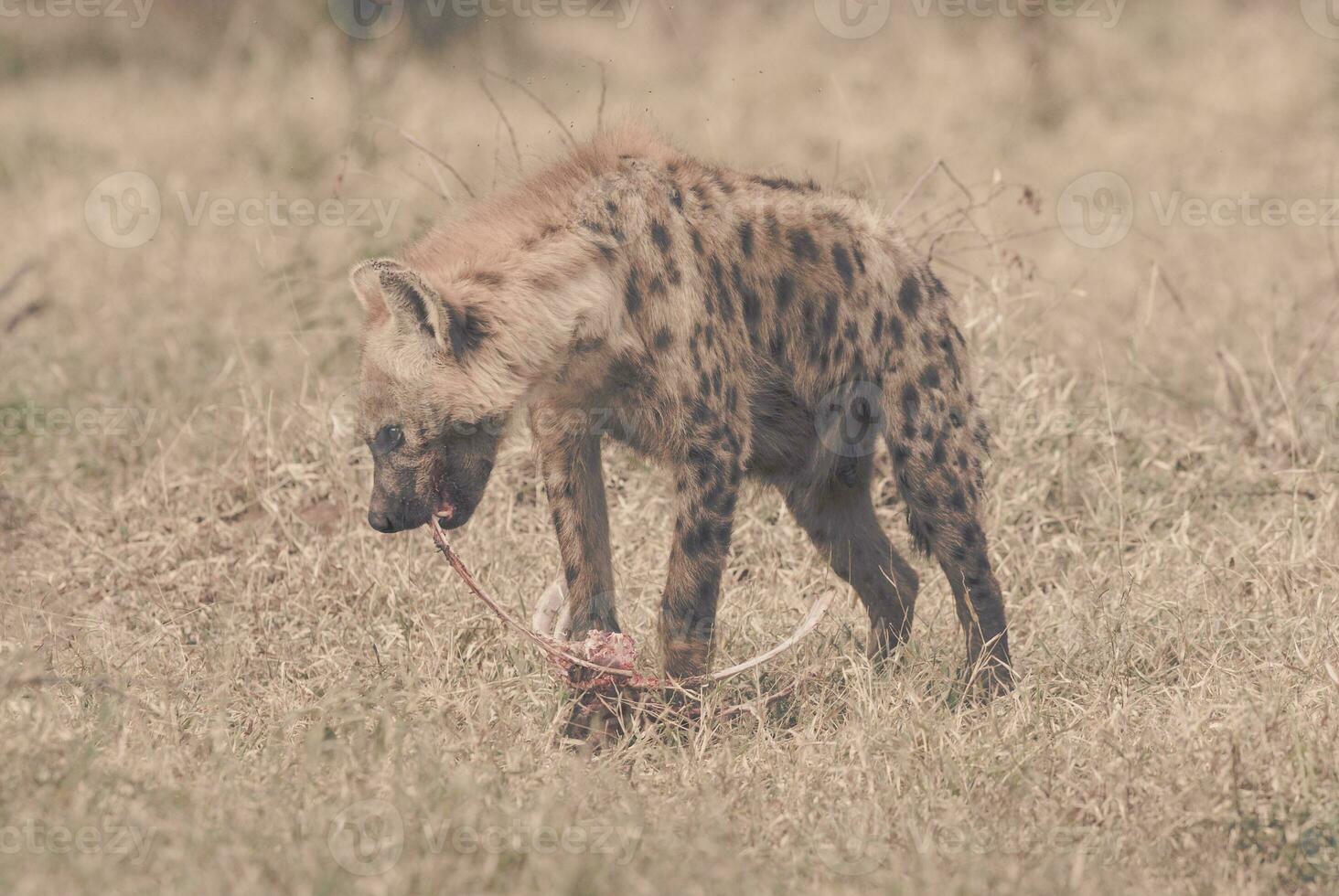 Little hyaena in Africa photo