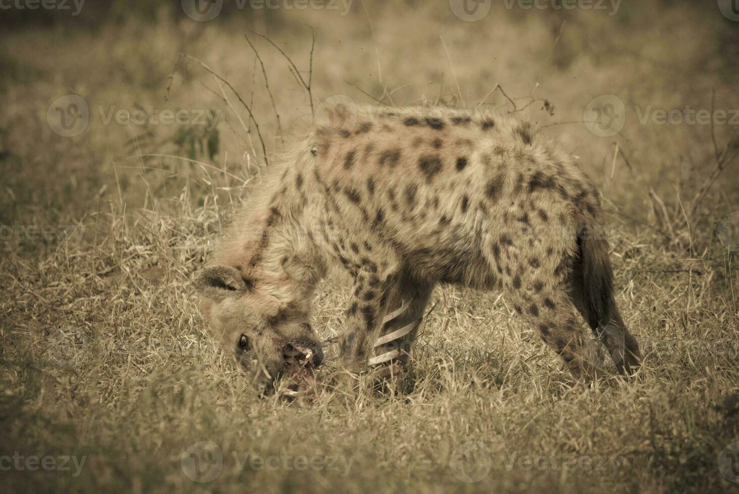 Little hyaena in Africa photo