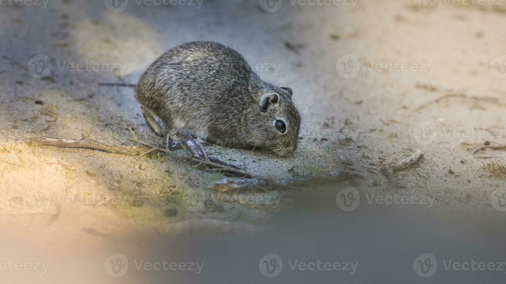 Cui rodent in Chubut, Argentina photo