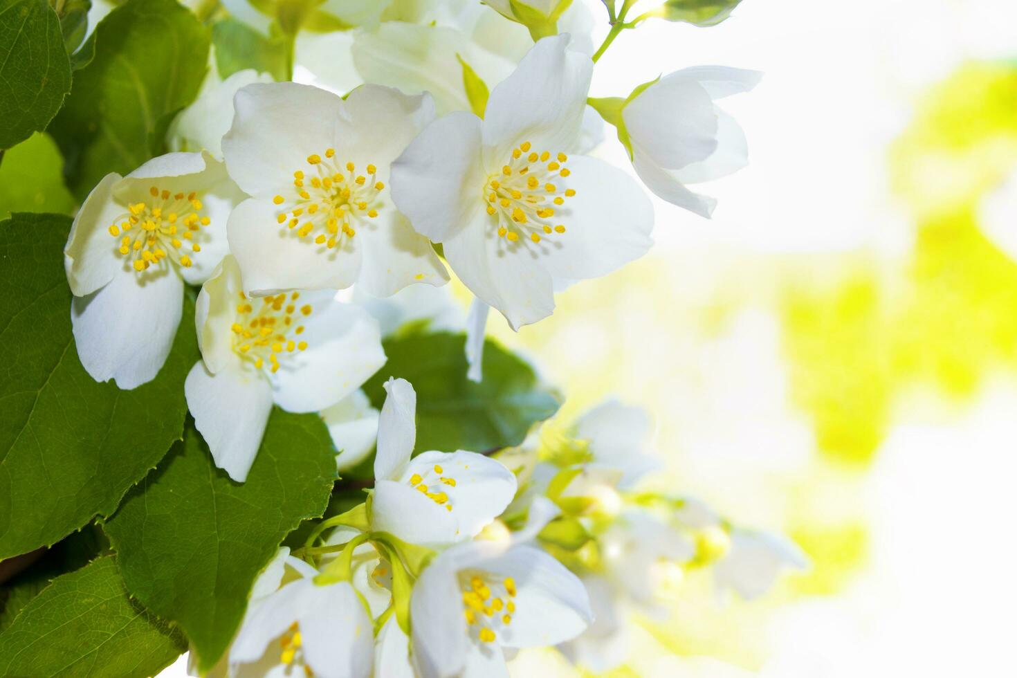 White jasmine The branch delicate spring flowers photo