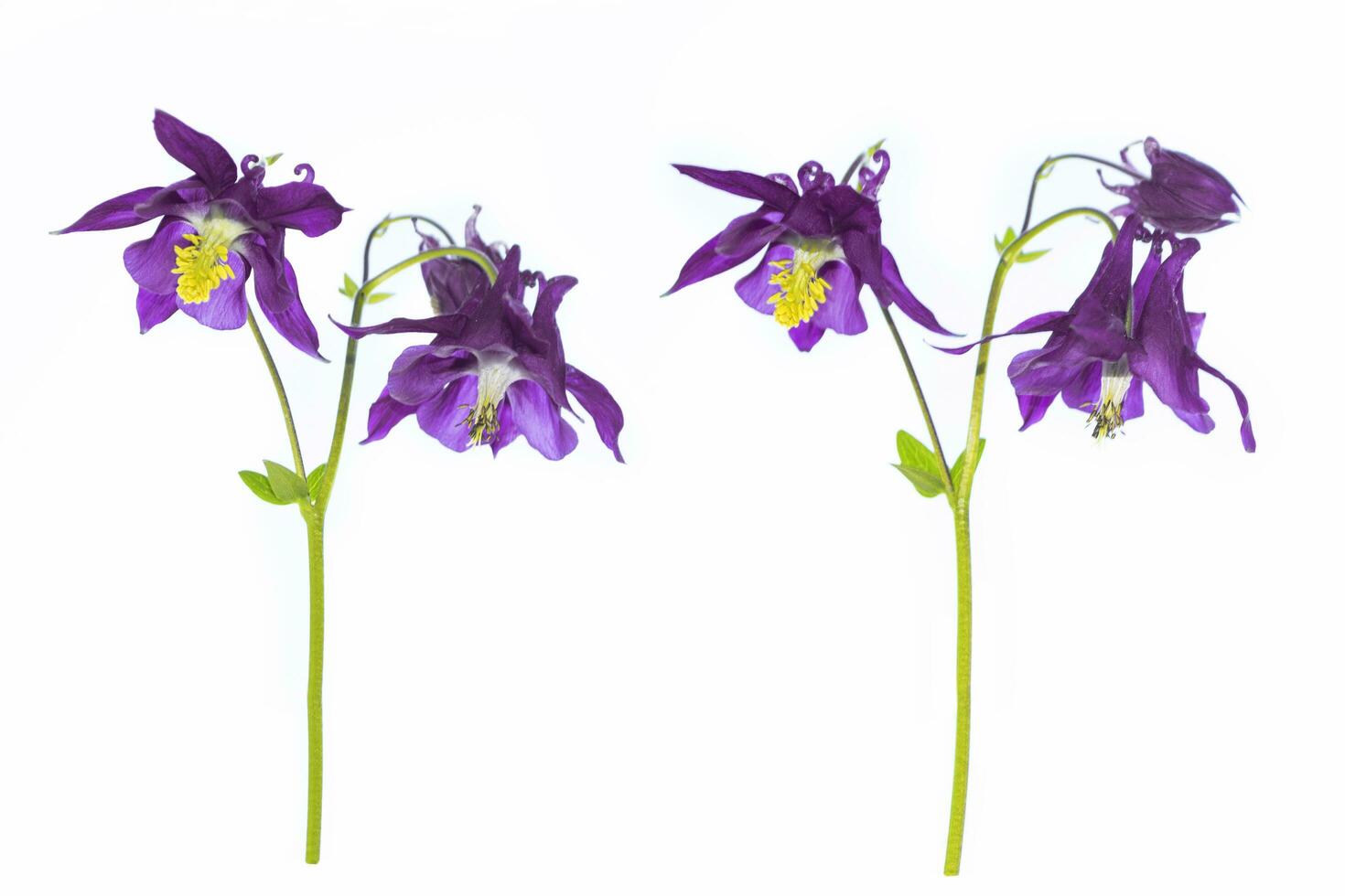 Bright aquilegia flower isolated on white background. photo