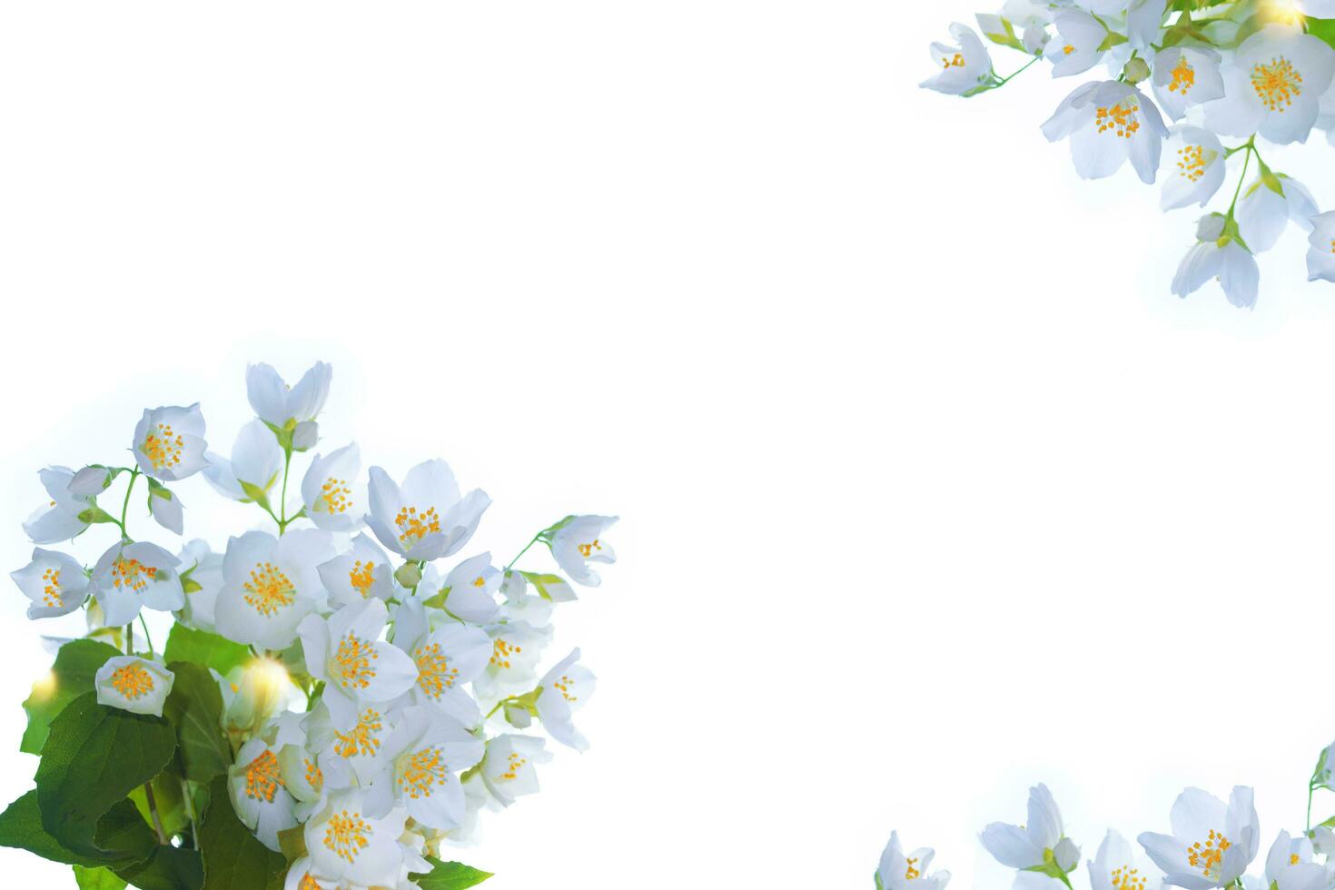 branch of jasmine flowers isolated on white background. photo