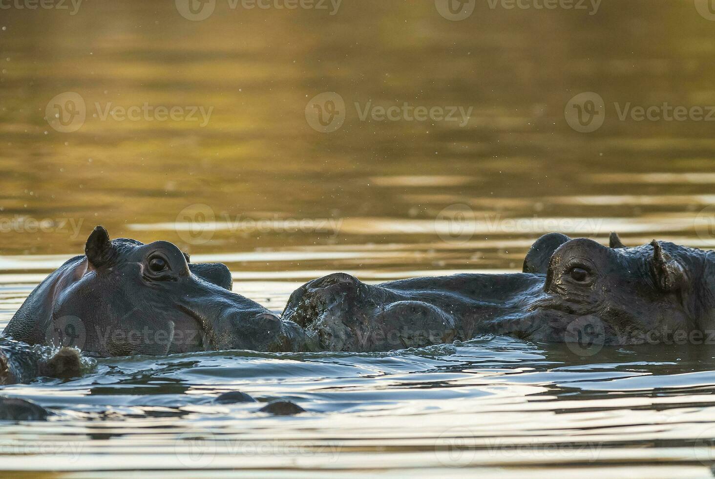 hippos in the water photo