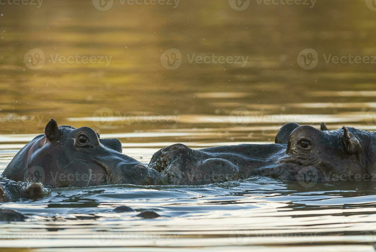 hipopótamos en el agua foto