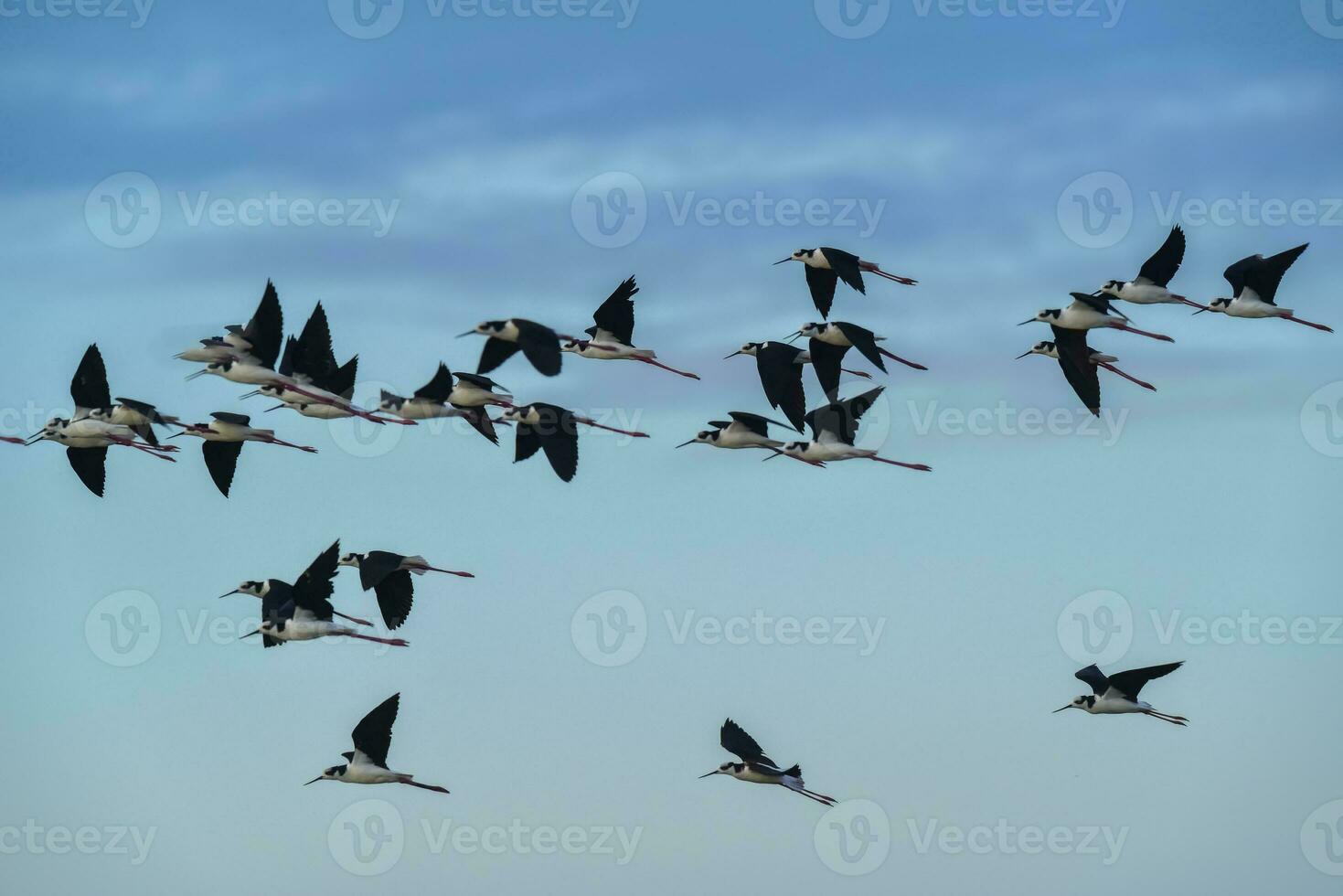 A flock of birds photo