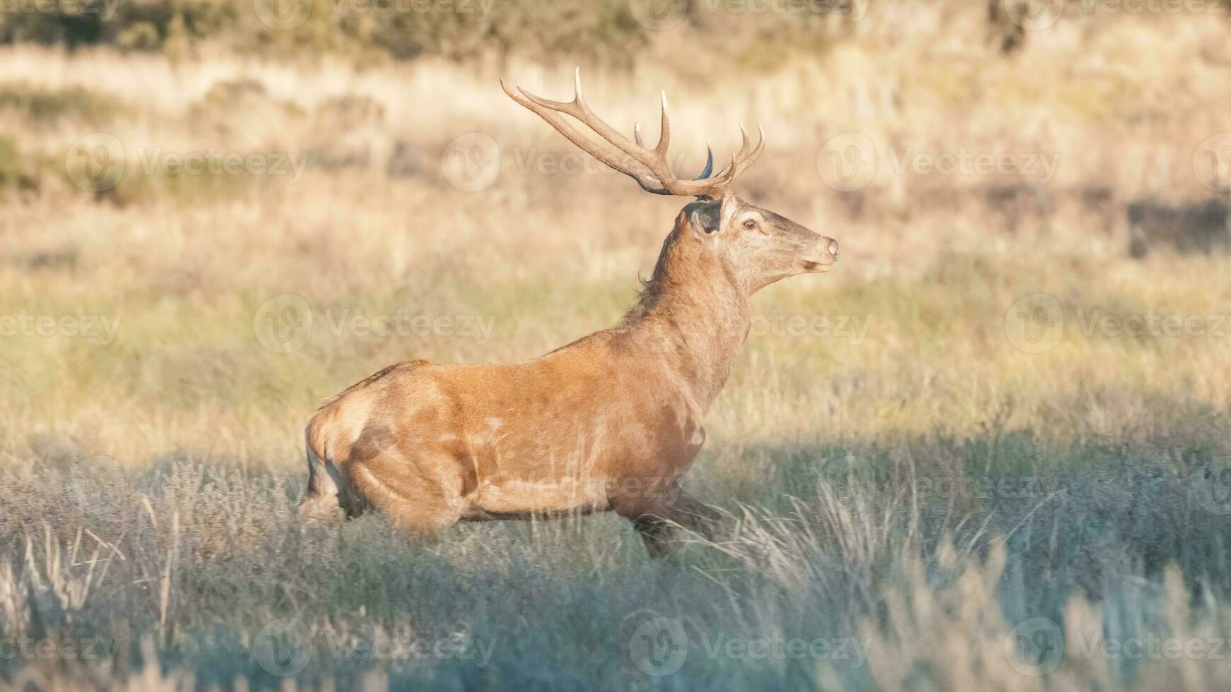 Red deer in Luro Nature Reserve photo