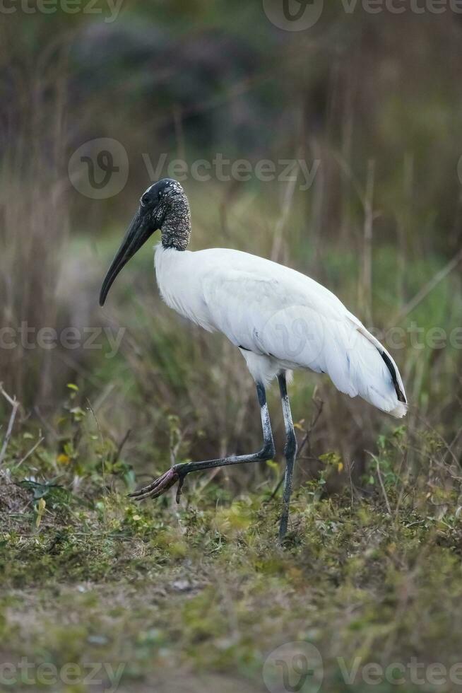 termita montículos, transpantaneira ruta, pantanal, mato grosso Brasil. foto