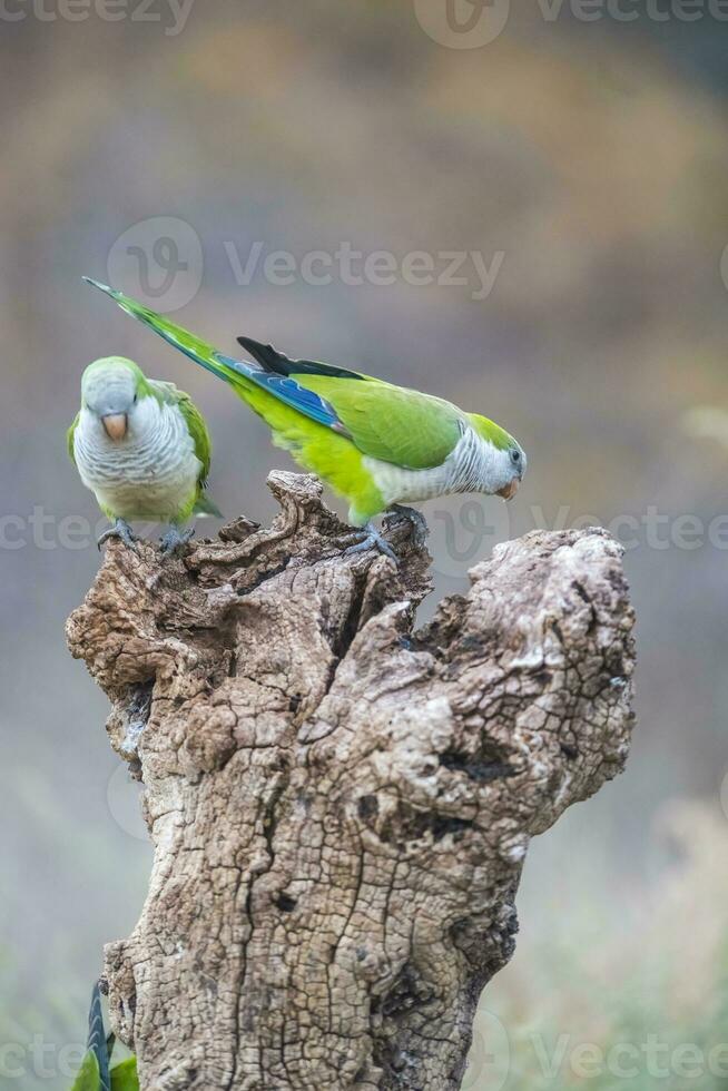 Parrots in Pantanal, Brazil photo