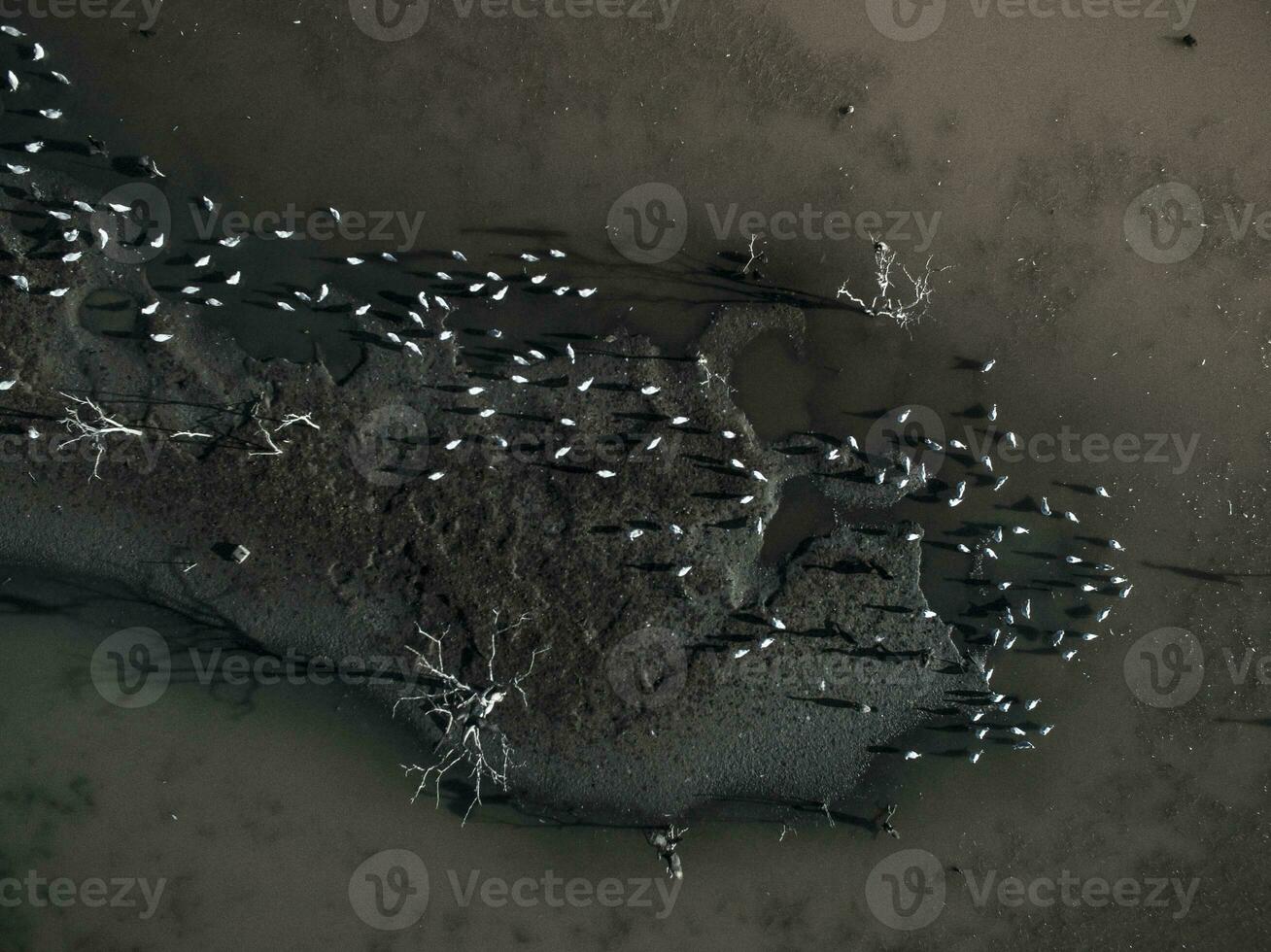 Birds in the wetlands of Pantanal, Brazil photo