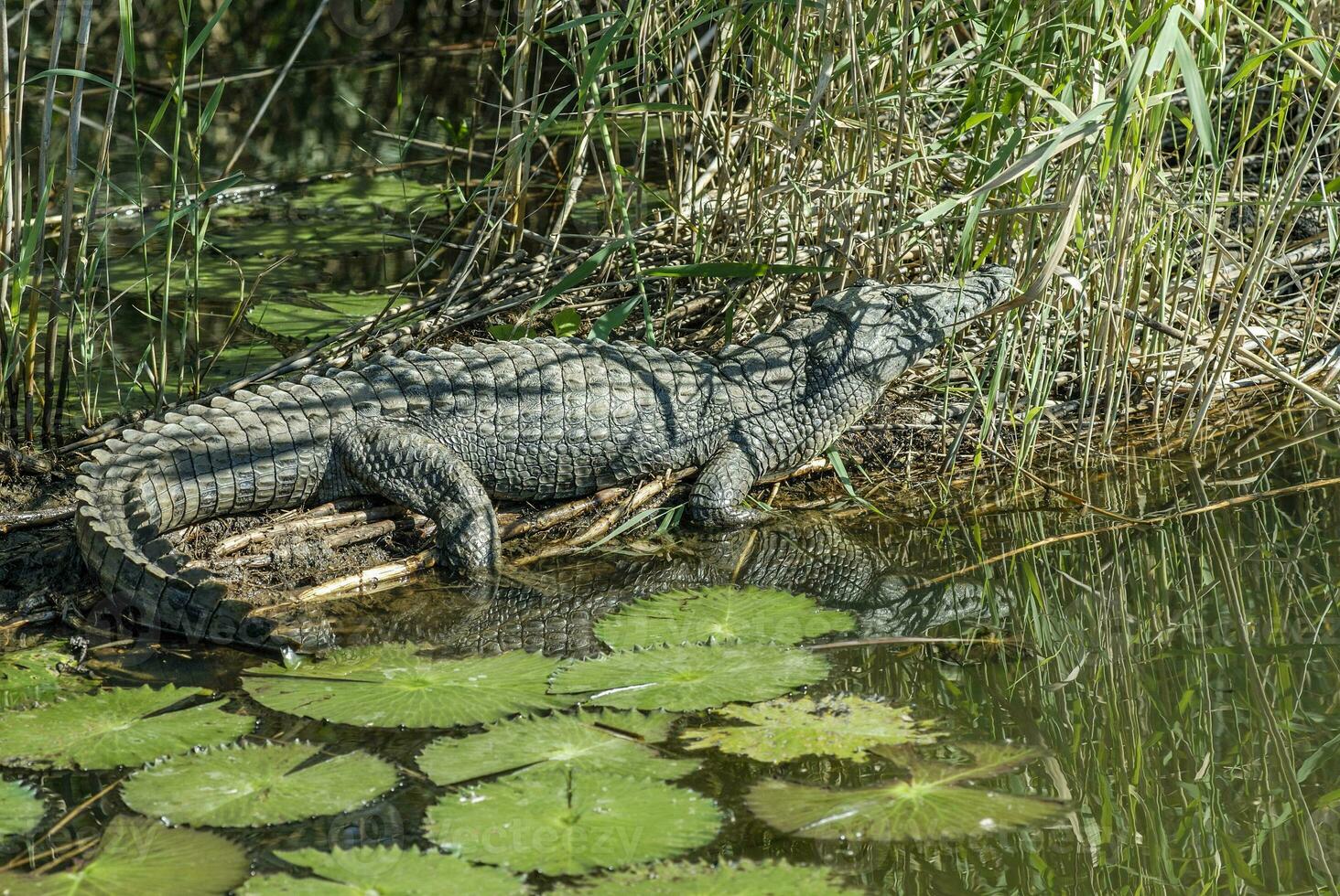 Nile Crocodryle in the water photo