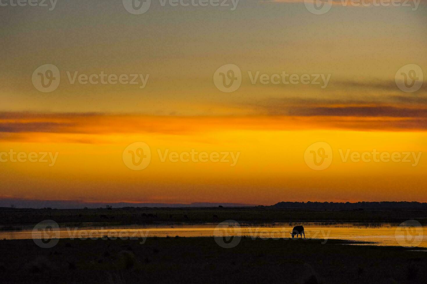 un solitario elefante soportes en el medio de un campo a puesta de sol foto