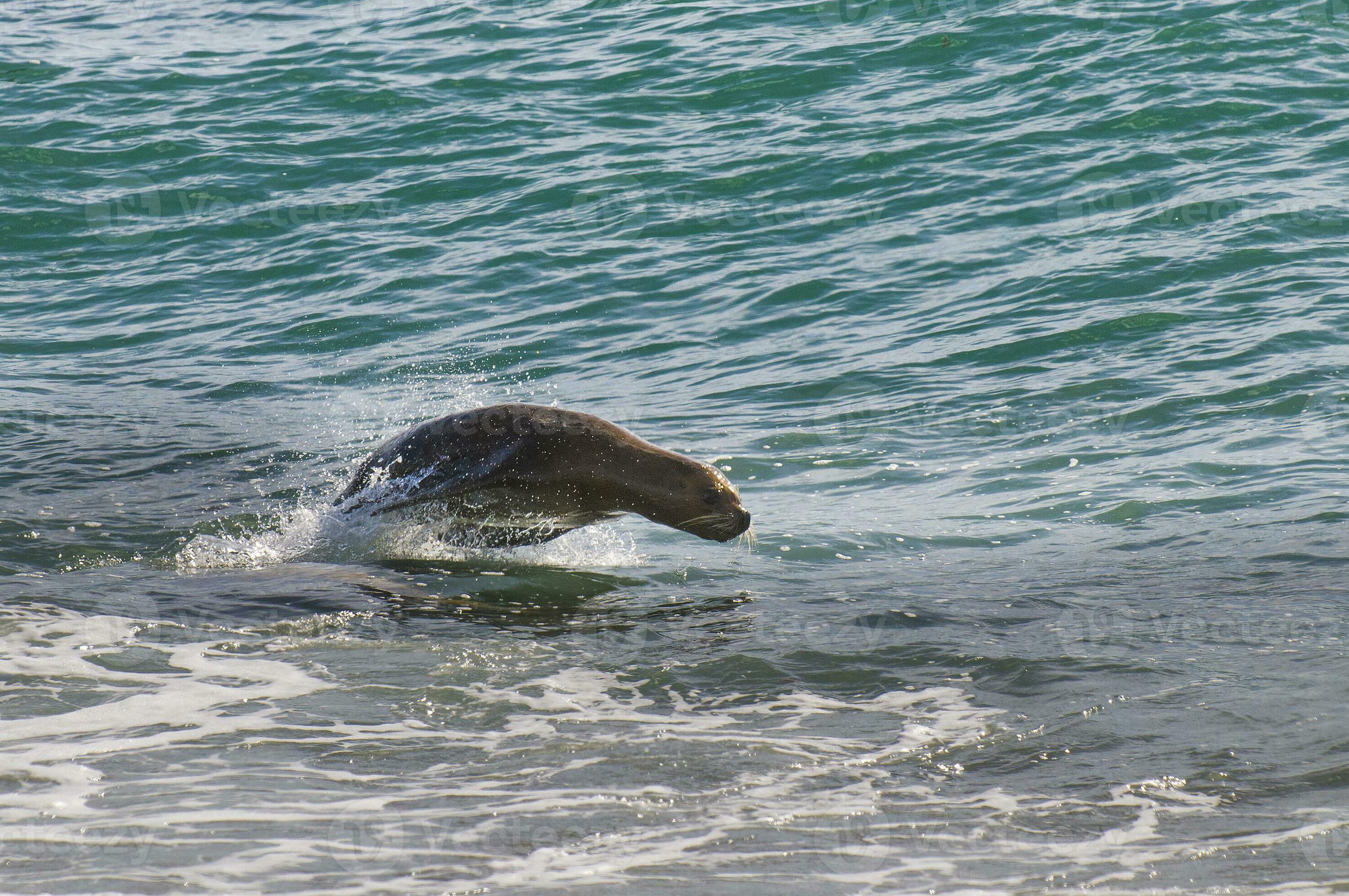 a seal is jumping out of the water 26624463 Stock Photo at Vecteezy