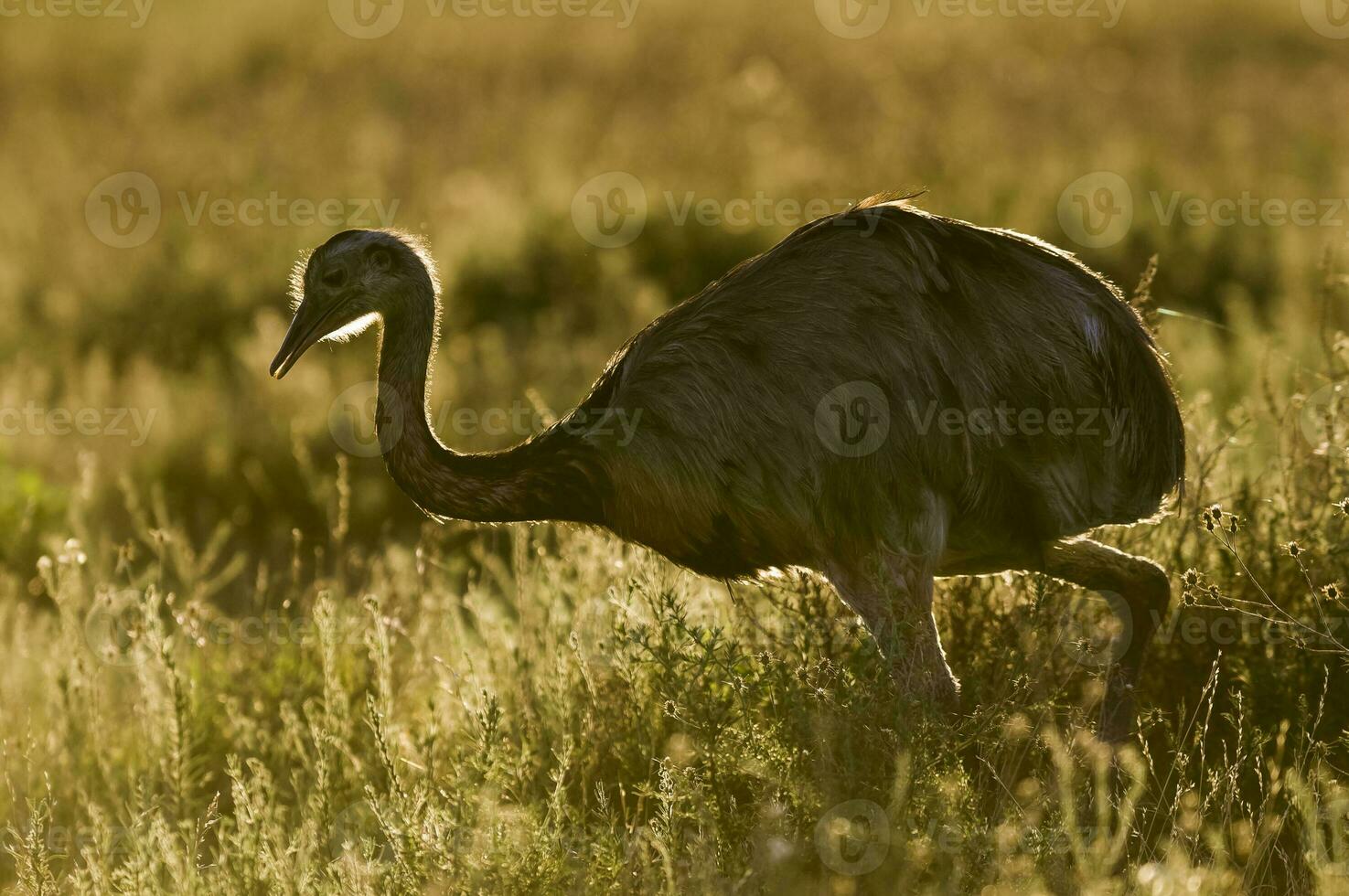a bird walking in a field photo