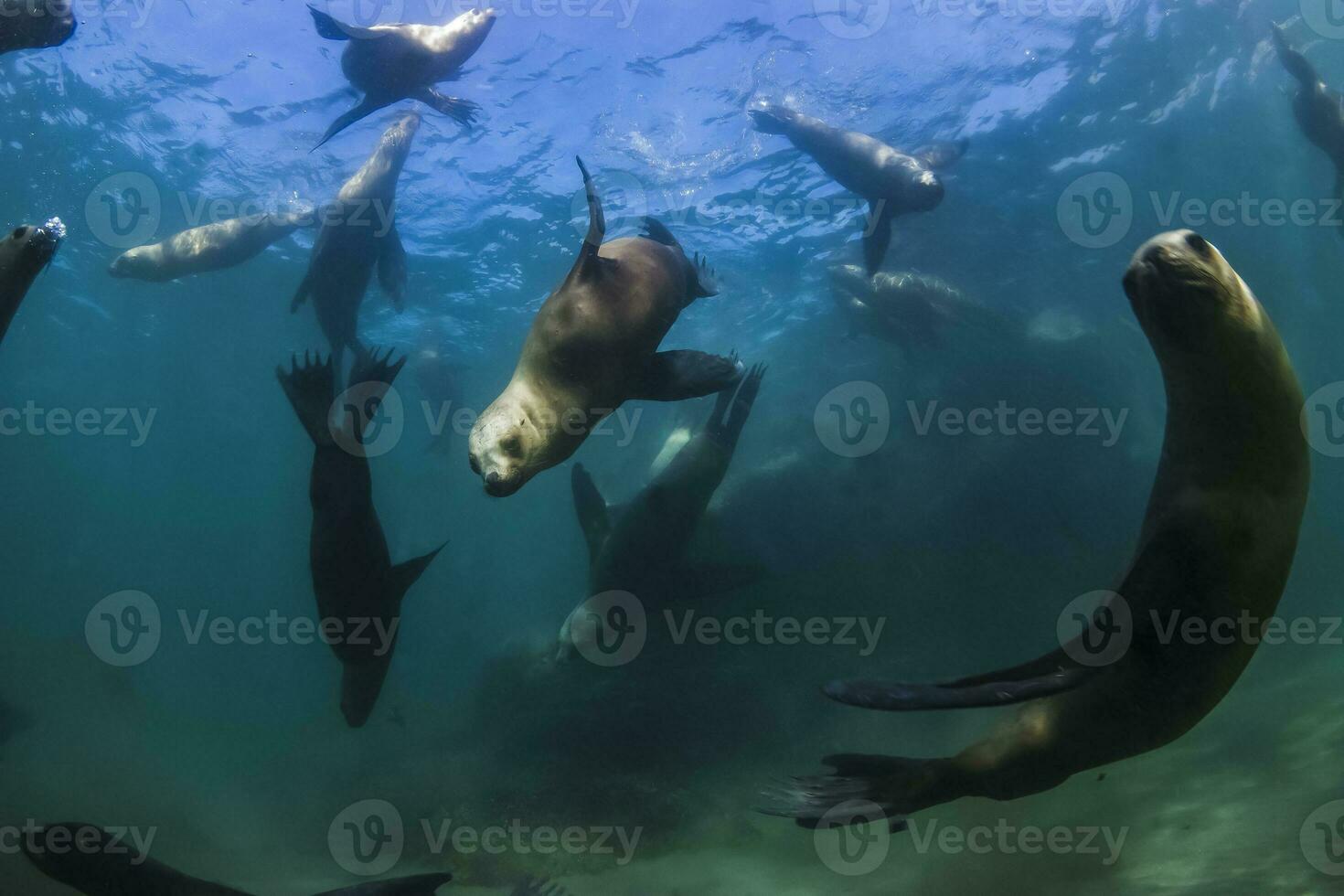 un grupo de mar leones nadando en el Oceano foto