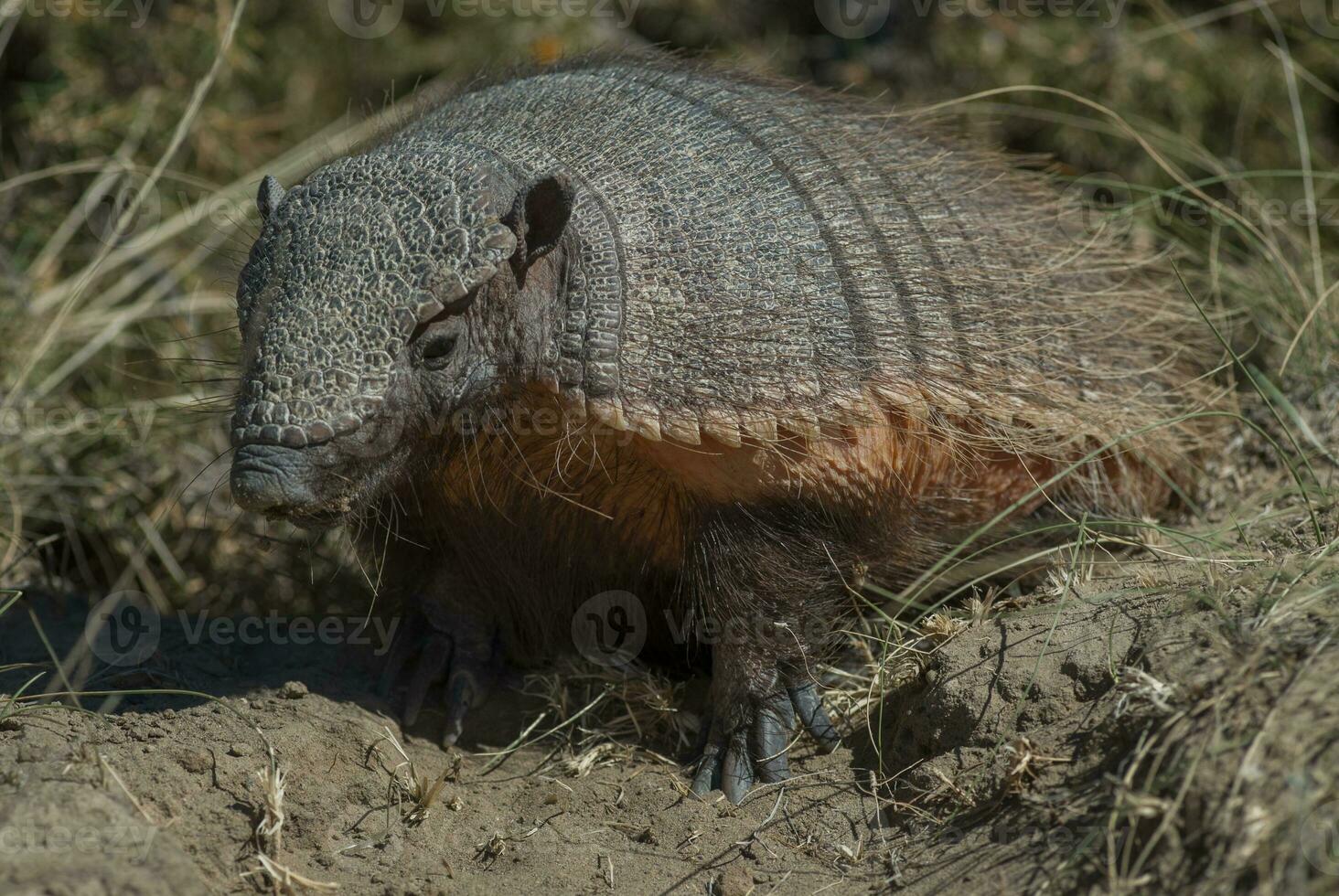 a small armadillo in the grass photo