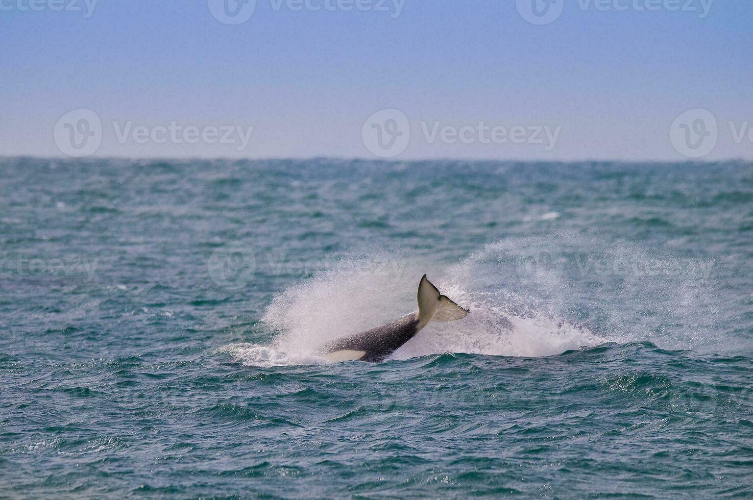 a whale is splashing in the water photo