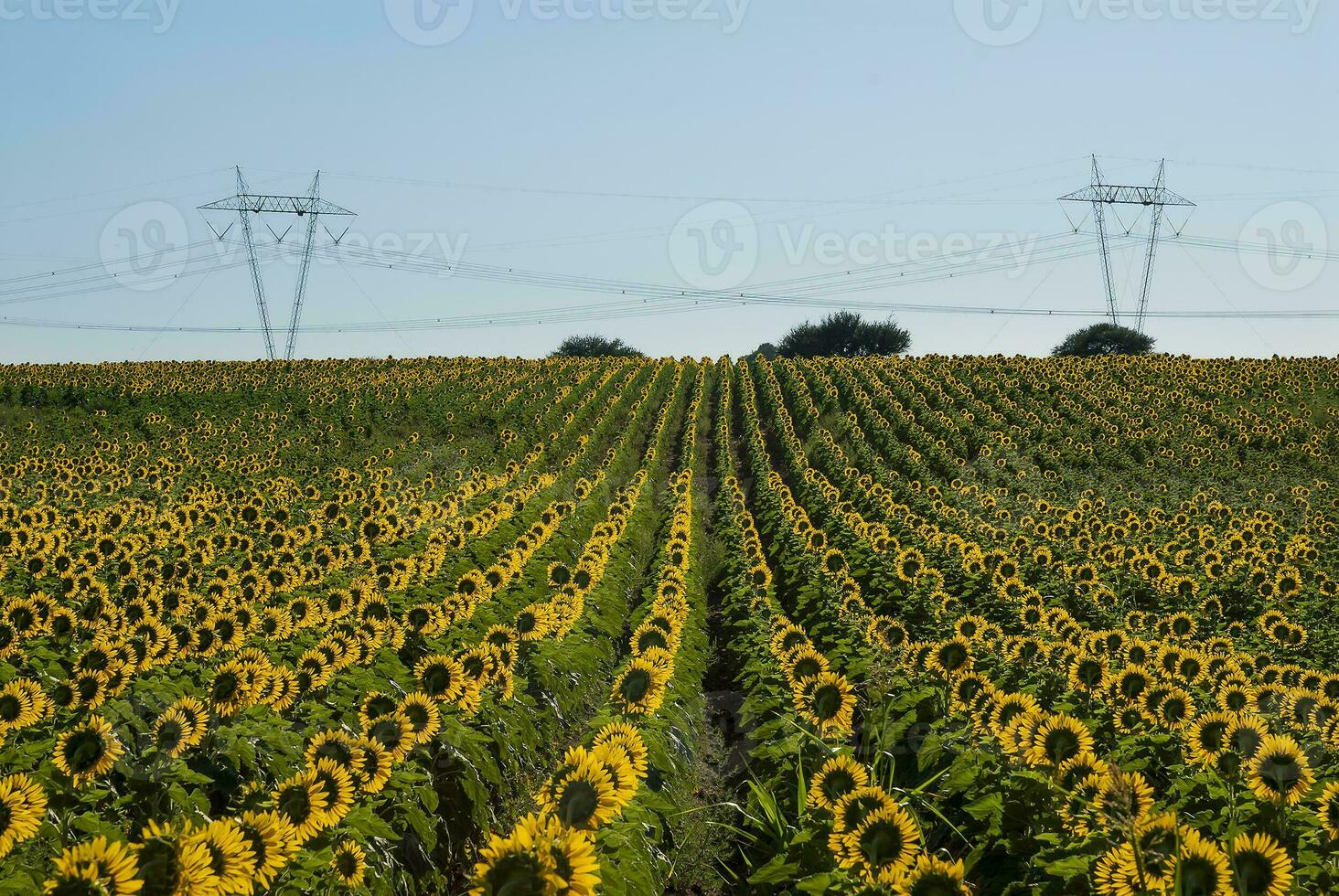 a field of sunflowers with power lines in the background photo