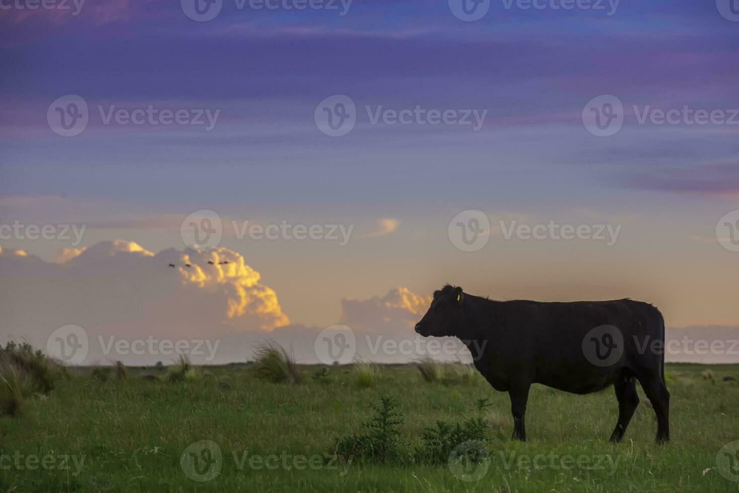 a cow standing in a field with a sky in the background photo